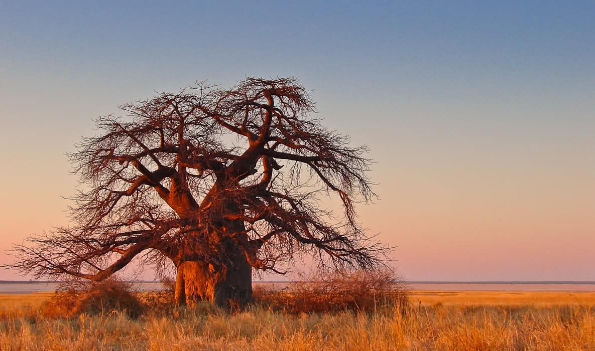 Dilaal Goes To The Land Of The Baobabs - African Safari Consultants