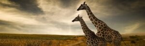Africa Travel Trends