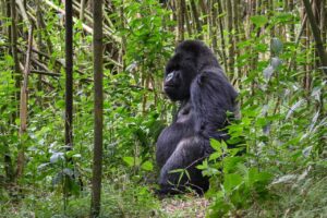 5 Things You Need to Know about Gorilla Trekking in Uganda & Rwanda