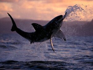 Gansbaai and False Bay: The Best Places To See Great White Sharks and Orcas in South Africa