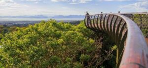 Kirstenbosch Tree Canopy Walkway Opened In Cape Town