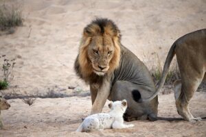 The Lion King Strikes Back