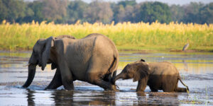 Spotlight on Zambia