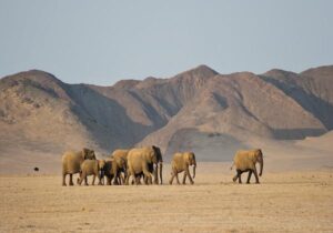 The Desert Elephants of Namibia