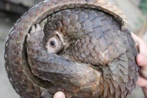 African Pangolin Facts And Why They’re So Hard To Spot
