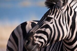 The Zebra: One Of Africa’s Most Beautiful Creatures
