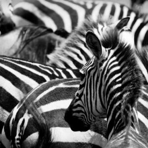 Botswana’s Makgadikgadi Zebra Migration