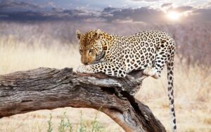 Why Now Is The Perfect Time To Plan A Safari