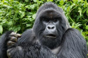 Close Encounter With a Mountain Gorilla