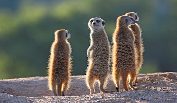 The Kalahari
