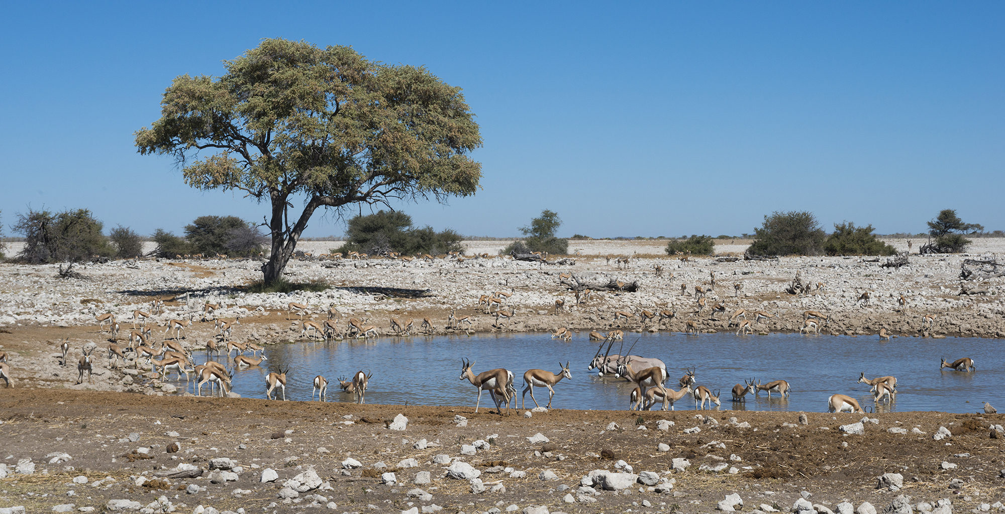 Etosha