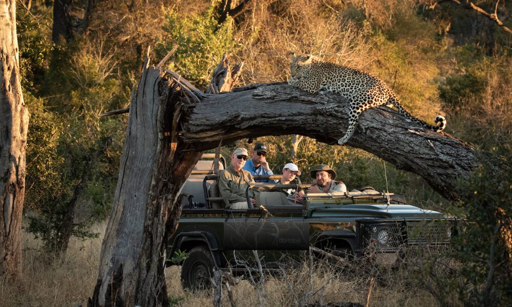 Watching a leopard in a tree at Mala Mala