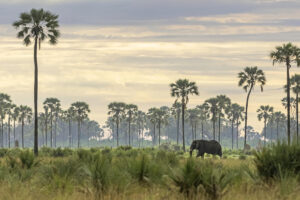 A  Southern Africa Odyssey