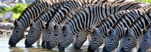 When to Travel to East Africa & Southern Africa for Safari