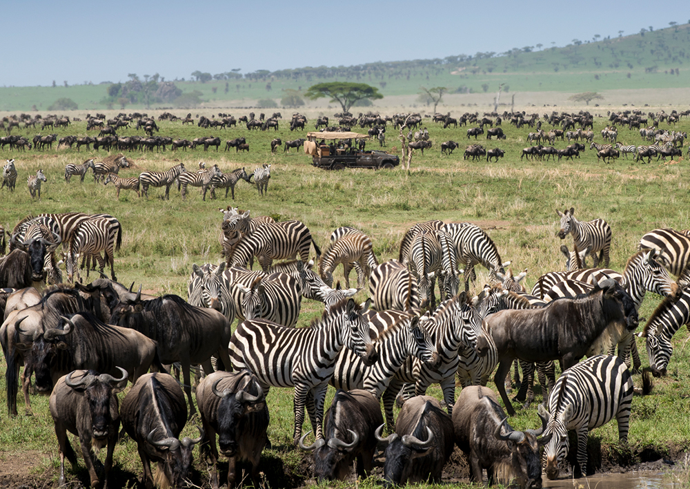 The Great Migration in East Africa