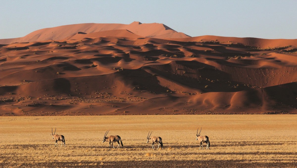 Oryx grazing on the dry desert grass in front of towering red dunes in the Sossusvlei Desert in Namibia