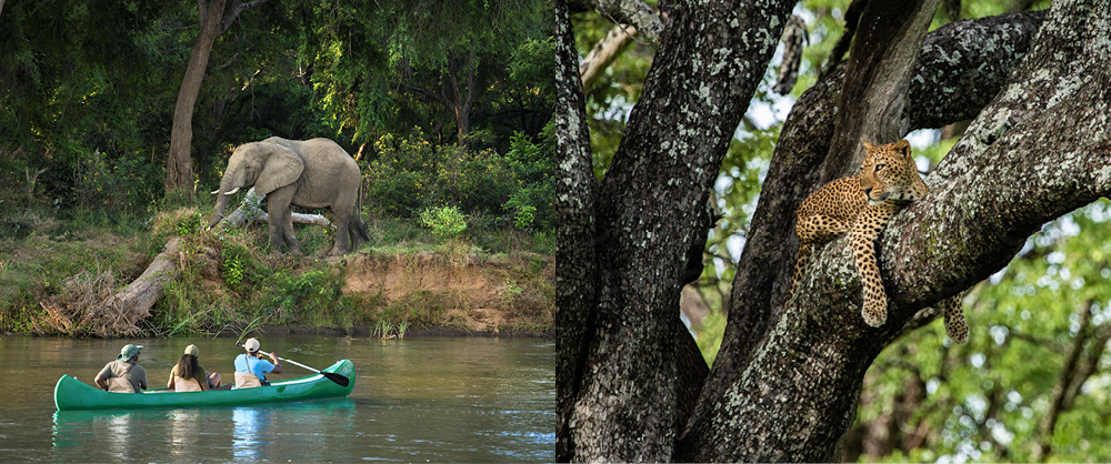 Travellers canoeing past an elephant on a river in Zambia, with a leopard resting in a tree nearby.