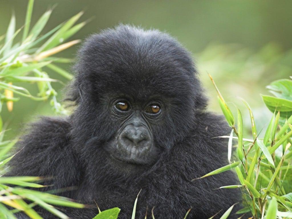 Mountain Gorilla in the Forests of Uganda