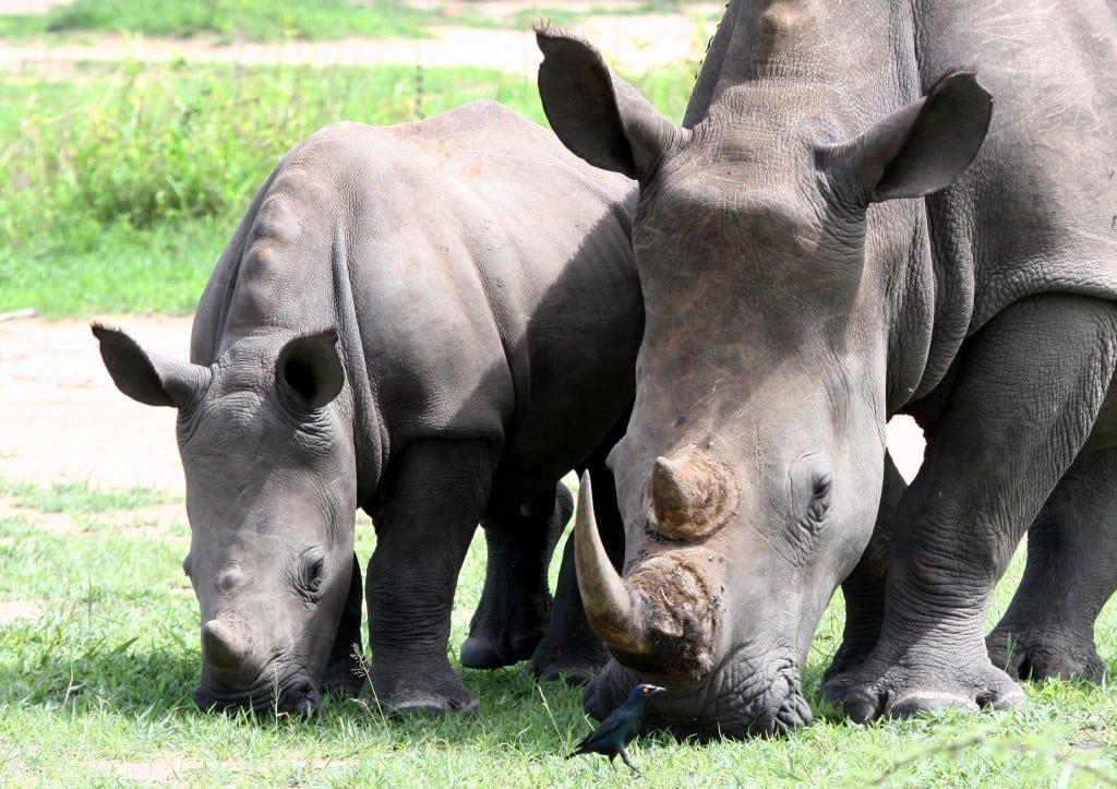 Rhino Mother and Calf