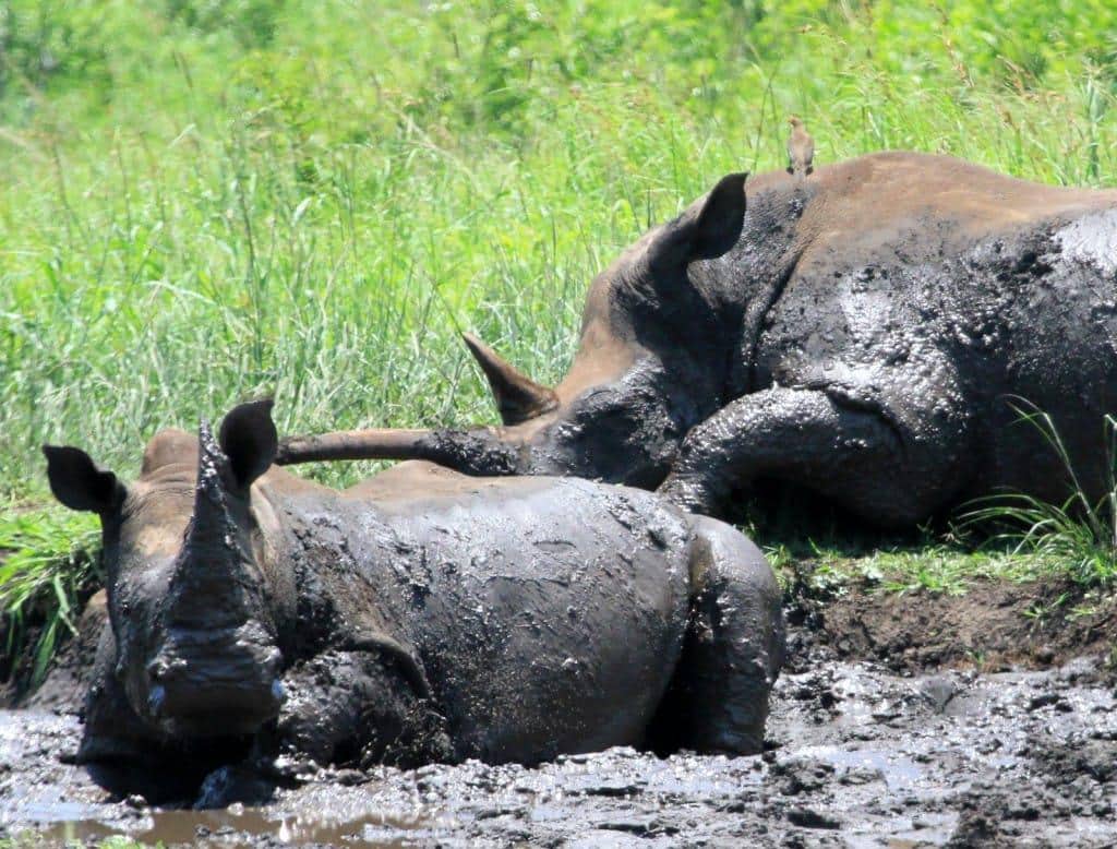 Rhinos enjoying a mud bath