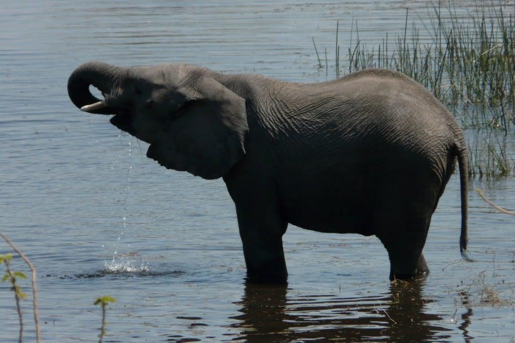 Elephant bathing