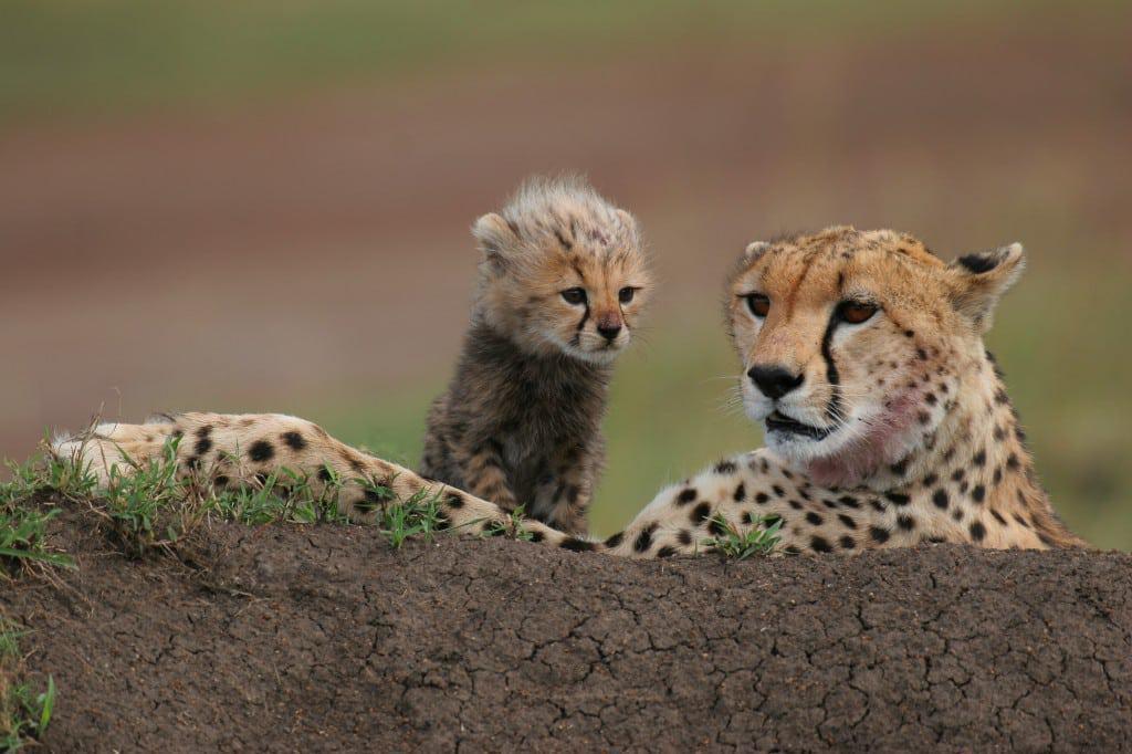 Experience first-hand the majesty of the Big Five