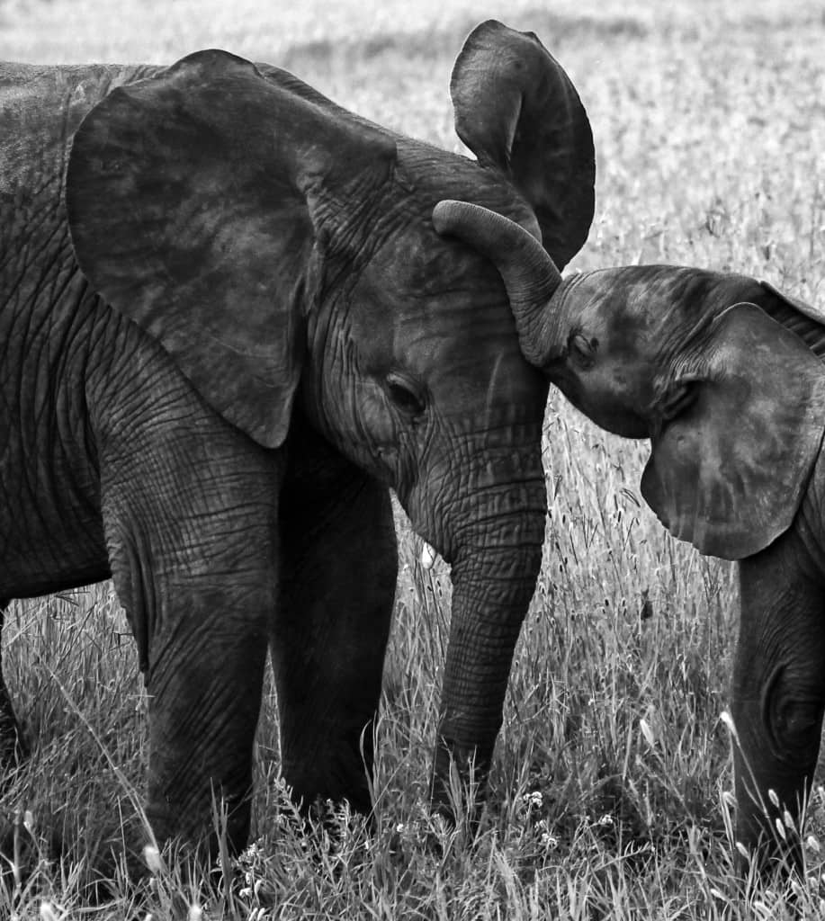 Elephants were the Sheldrick's great love