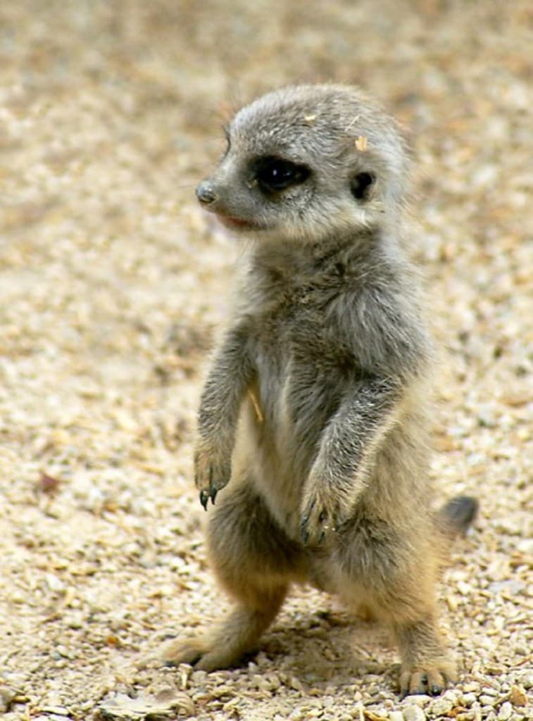 baby-meerkat