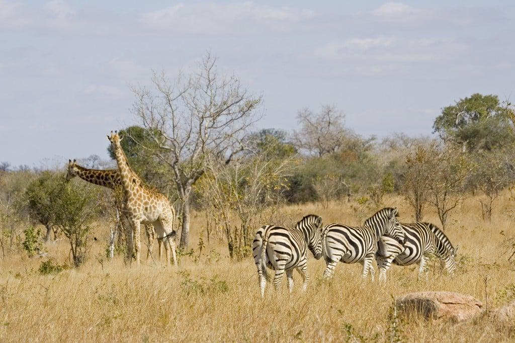 Sabi Sabi 068