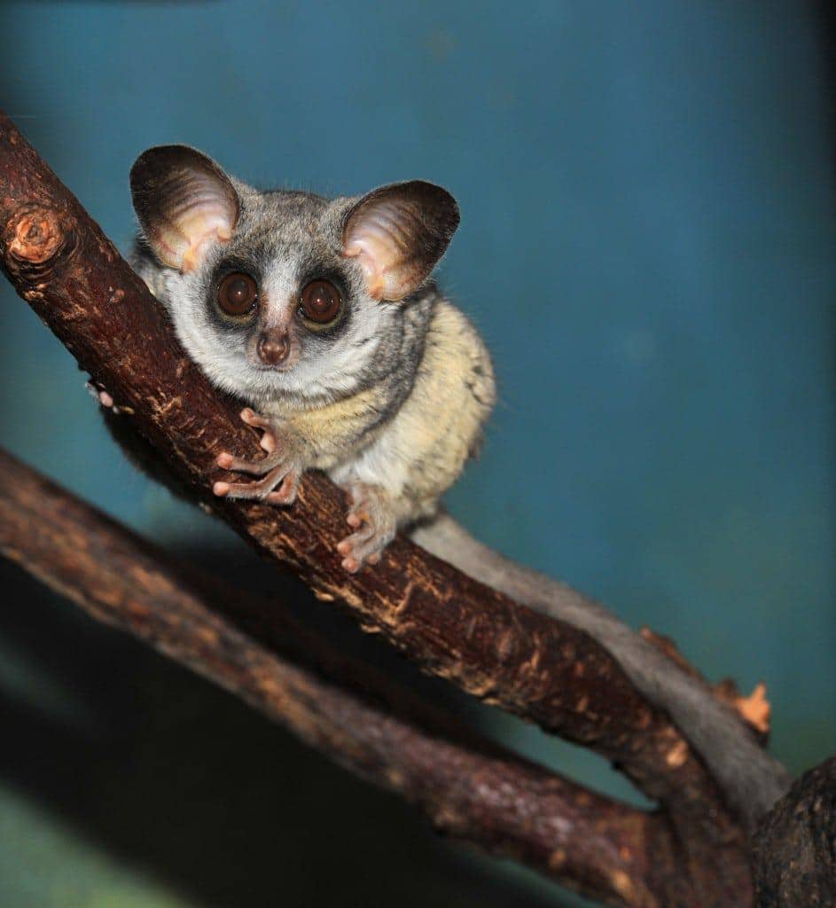 bushbaby-crop