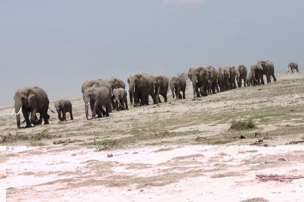 amboseli_kenya