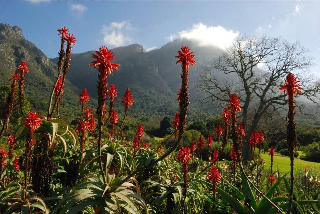 cape floral kingdom