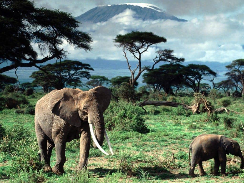 kilimanjaro