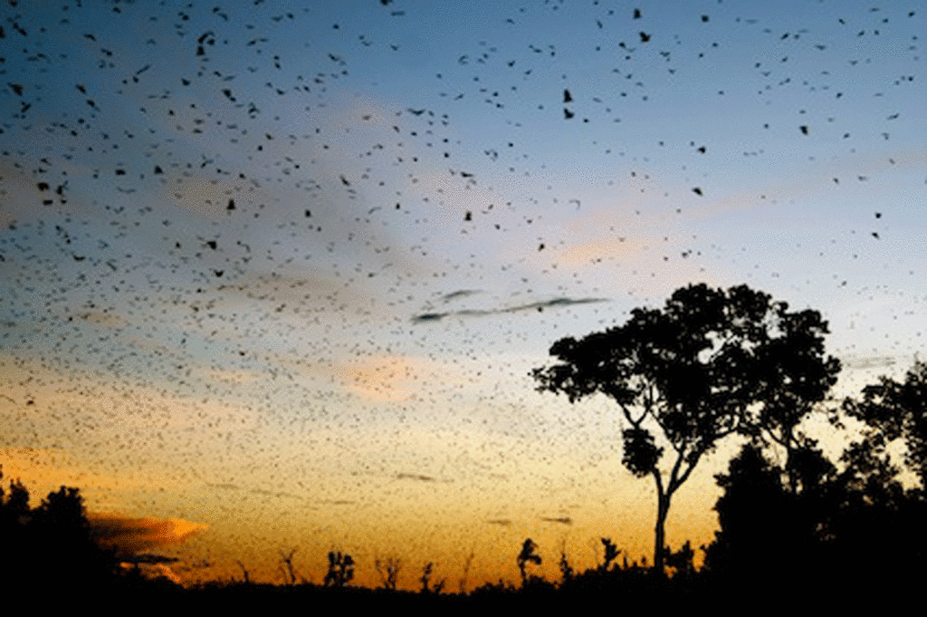 Bats in the skies of Kasanka National Park.