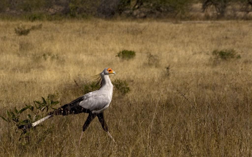 Sabi sands II 044